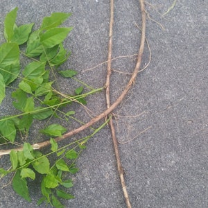 One of Dad's Fragrant Purple Wisteria Rooted Vines image 9