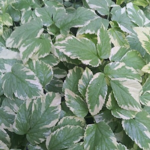 Może przedstawiać: Zbliżenie rośliny z zielonymi liśćmi obramowanymi na biało. Liście mają teksturowaną powierzchnię i są lekko mokre, co sugeruje niedawny deszcz. Roślina jest bujna, żywa zielono-biała.