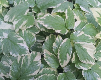3 Varigated Snow in the Mountain/Bishop's Goutweed/Ground Elder/Herb Gerard Perennial Plants