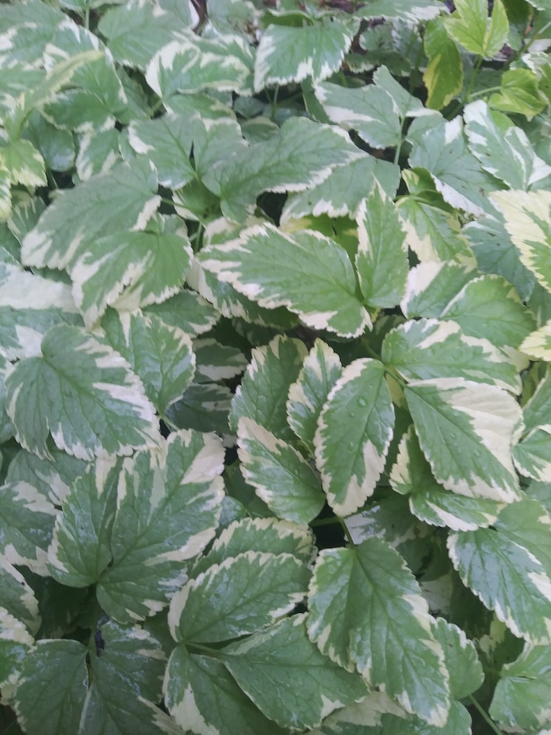 Może przedstawiać: Zbliżenie rośliny z zielonymi liśćmi obramowanymi na biało. Liście mają teksturowaną powierzchnię i są lekko mokre, co sugeruje niedawny deszcz. Roślina jest bujna, żywa zielono-biała.