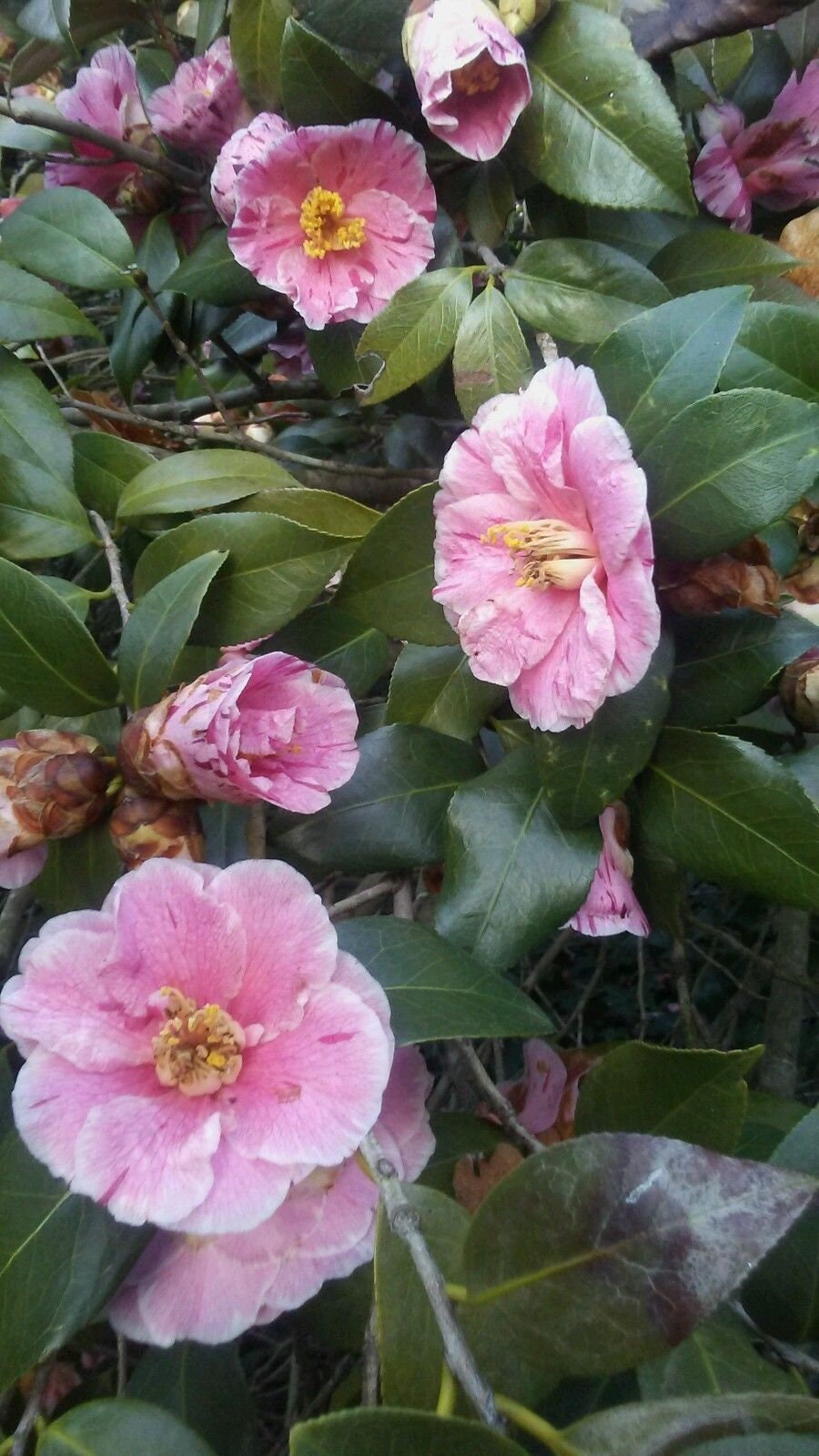 Cleo's Pink Peppermint Camellia Cuttings to Root 4 - Etsy