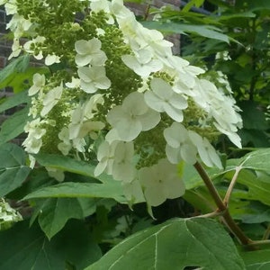 May include: A close-up of white hydrangea flowers blooming on a green bush with large leaves. The flowers are in full bloom and have a delicate, feathery texture.