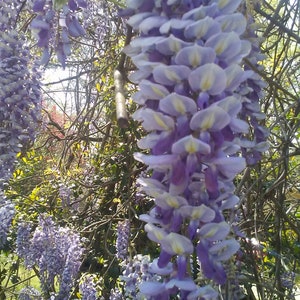 One of Dad's Fragrant Purple Wisteria Rooted Vines image 1