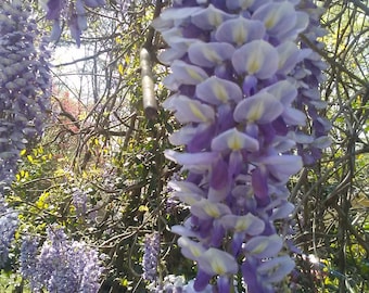 Dad's Beautiful Fragrant Purple 3 Wisteria Vine Canes Cuttings to Root
