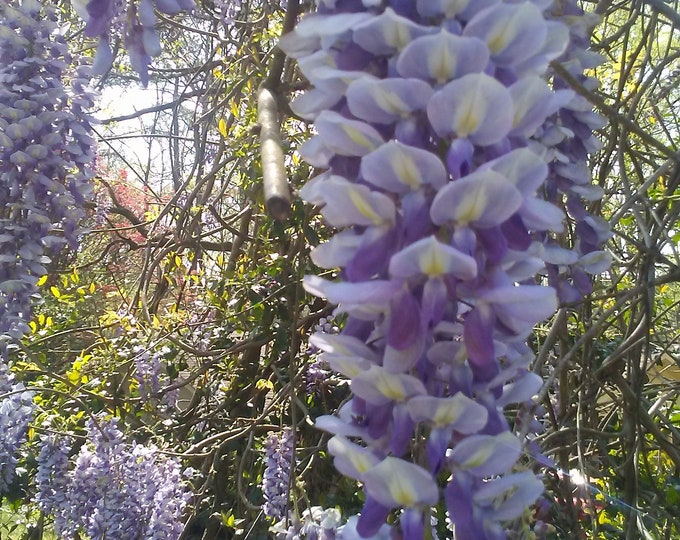 5 Seed Pods for Purple Wisteria - Etsy