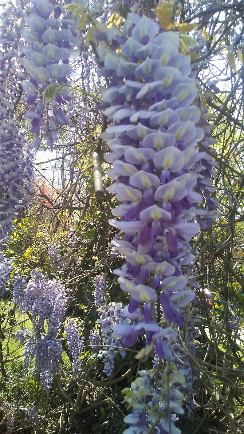 One of Dad's Fragrant Purple Wisteria Rooted Vines image 1