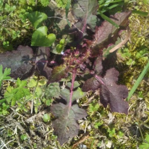 3 Ajuga Purple Red Leaf Perennial Plants