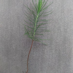 May include: A small pine tree seedling with green needles and a brown stem. The seedling is growing out of the ground and has a few roots visible.