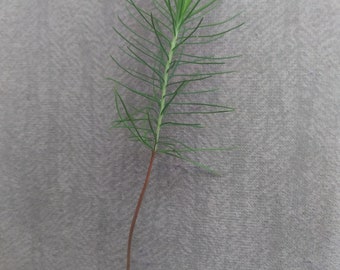 5 Pine Tree Seedlings about 5" Tall