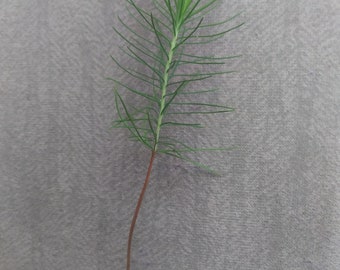 5 Pine Tree Seedlings about 5&quot; Tall