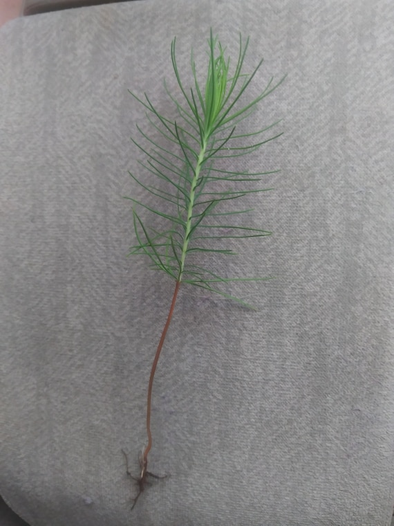 5 Pine Tree Seedlings About 5 Tall - Etsy