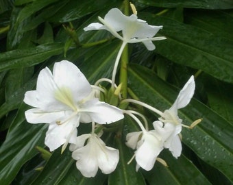 Tropical Fragrant White Ginger Lily Root