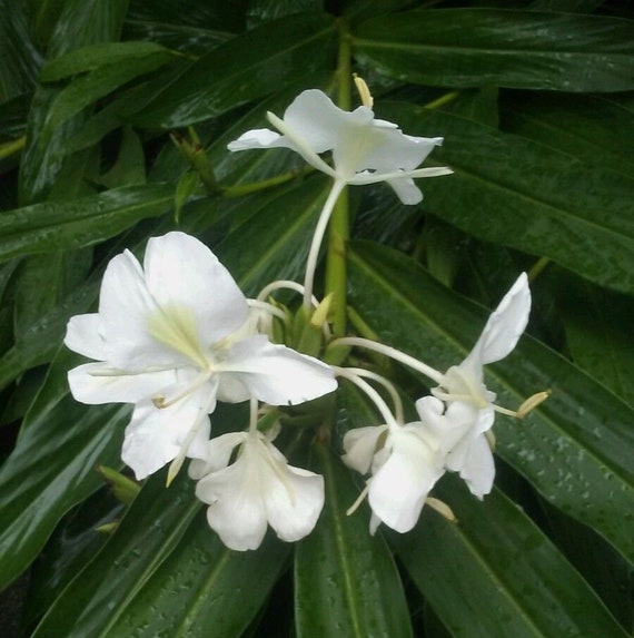 Racine de lys de gingembre blanc parfumé tropical - Etsy France