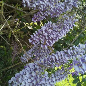 One of Dad's Fragrant Purple Wisteria Rooted Vines image 6