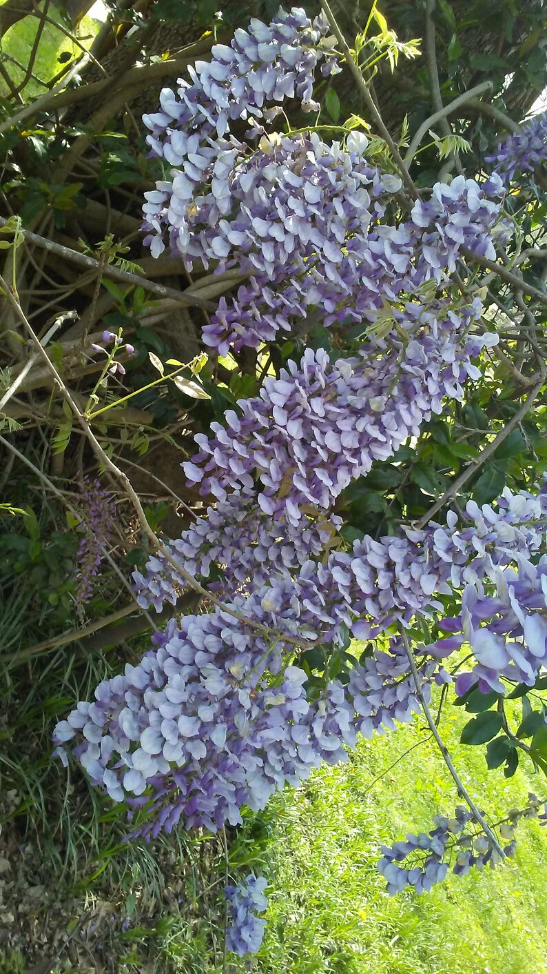 One of Dad's Fragrant Purple Wisteria Rooted Vines image 6