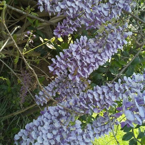 One of Dad's Fragrant Purple Wisteria Rooted Vines image 5