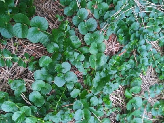 Oscuro Verde Creeping Jenny Ground Cover Start Oscuro Verde Creeping Jenny Ground, Creeping Jenny Ground Cover Seeds