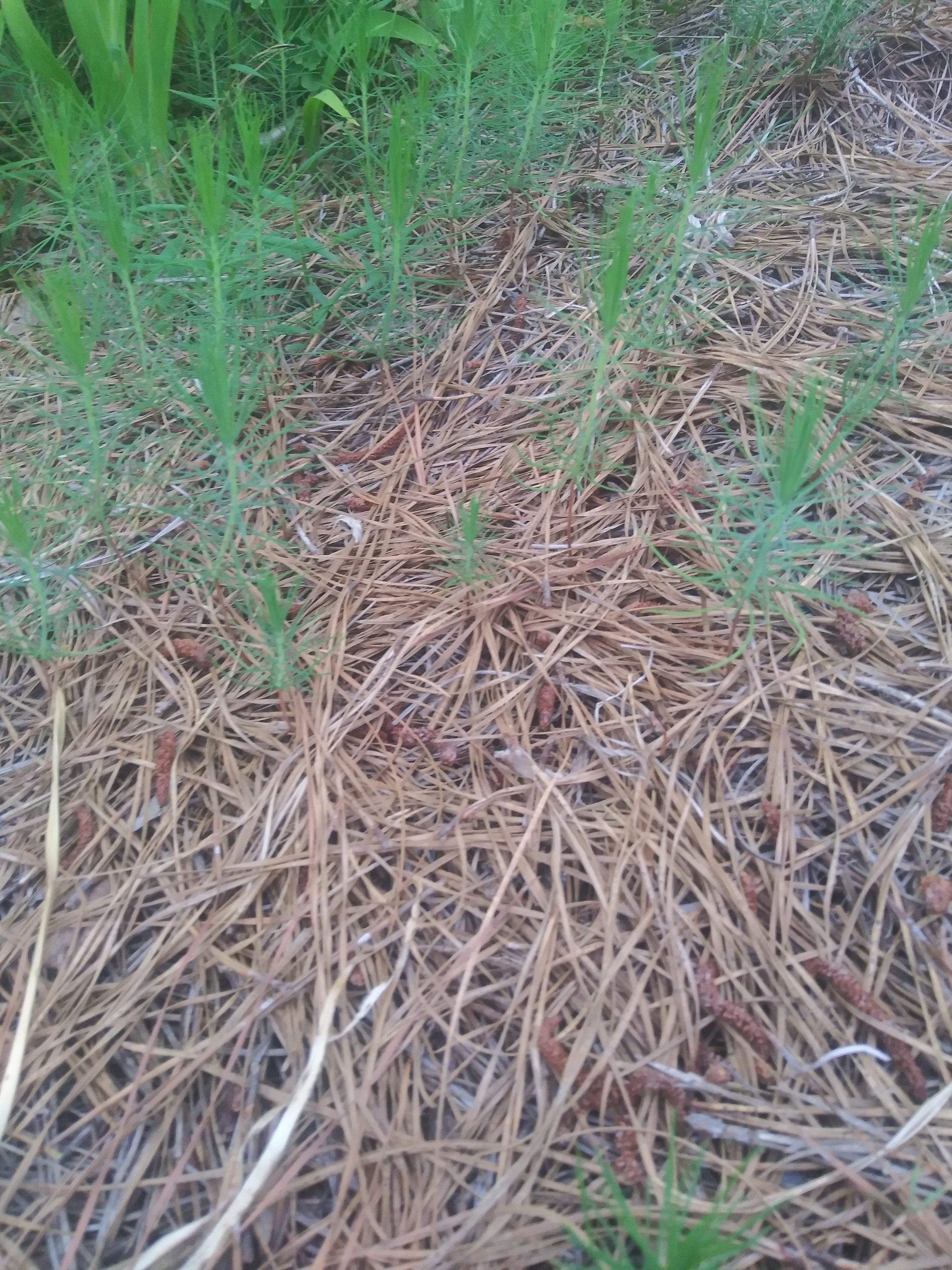 5 Pine Tree Seedlings About 5 Tall Etsy Canada