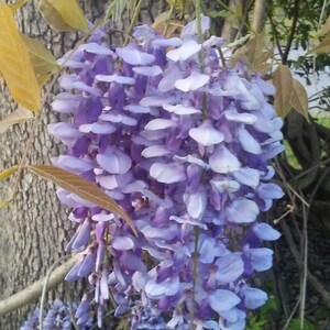 One of Dad's Fragrant Purple Wisteria Rooted Vines image 3