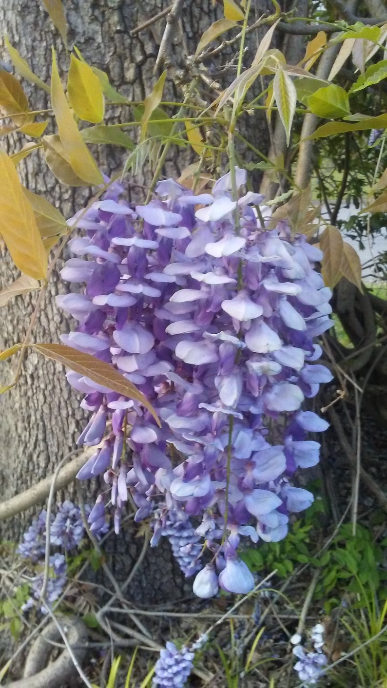 One of Dad's Fragrant Purple Wisteria Rooted Vines image 3