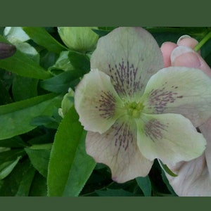 May include: A close-up of a pale green flower with purple markings. The flower has five petals and is in full bloom.