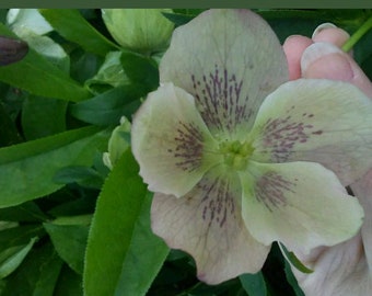 15  Lenten Rose Plants Hellebores Evergreen Perennials Helleborus