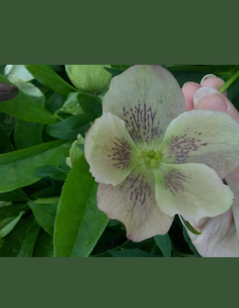 Puede incluir: Primer plano de una flor de color verde p&aacute;lido con marcas moradas. La flor tiene cinco p&eacute;talos y est&aacute; en plena floraci&oacute;n.