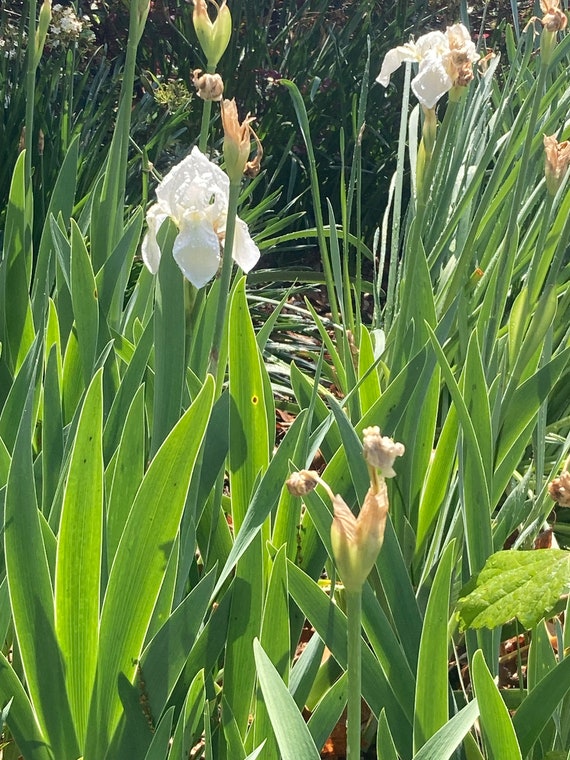 Iris Bulbi Fragrante Popolare Piante In Vaso Radice Giardinaggio