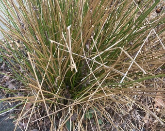 1 Common Rush Plant Grass Juncus Effusus Perennial