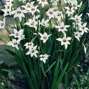 May include: A cluster of white flowers with dark centres, blooming on tall green stems. The flowers are star-shaped and have a delicate appearance.