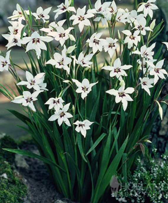 15 Peacock Orchid Bulbs Acidanthera Purple White Spring Bulbs Etsy Hong Kong