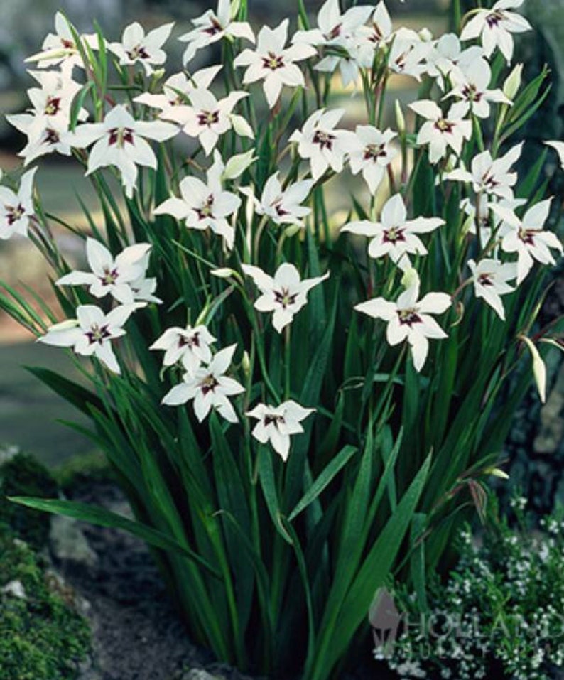 May include: A cluster of white flowers with dark centres, blooming on tall green stems. The flowers are star-shaped and have a delicate appearance.