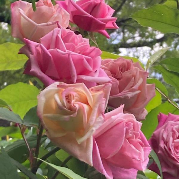 3 Unrooted Cuttings of Fragrant  Heirloom Pink "Momma's Rose" ROSE Running Rambler Rosebush Trellis Arbor Fence