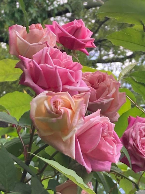 Heirloom Rose- 3 Unrooted Cuttings of Fragrant Pink 