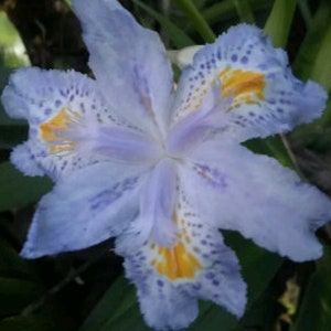 May include: A close-up of a light blue iris flower with yellow and purple markings. The flower has six petals and is in full bloom.