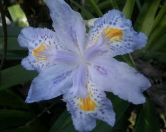 Heirloom Walking Iris Purple (4 Plants) Tennessee State Flower