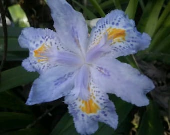 Heirloom Walking Iris Purple (4 Plants) Tennessee State Flower