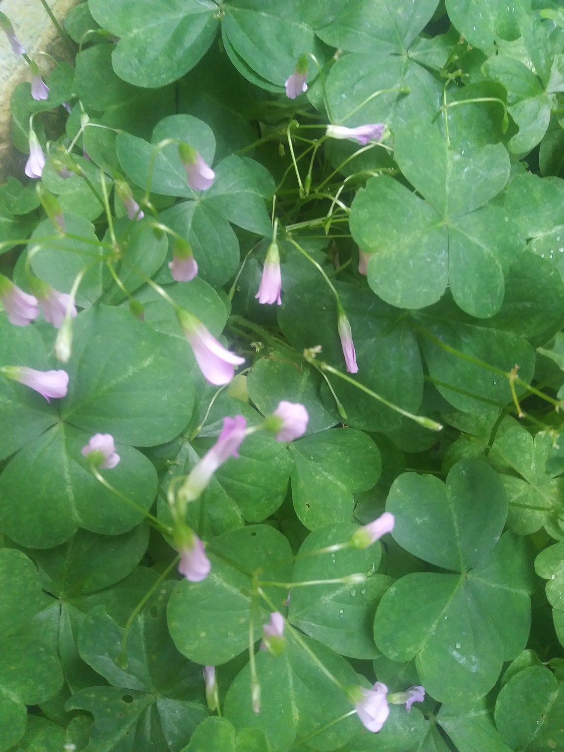 5 Pink Green Oxalis Corms Bulbs Ground cover Perennial Plants Etsy
