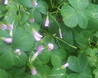 5 of Laura Mae's Pink Green Oxalis Corms Plants Shamrock Leaves  Bell Flowers Tinkerbell