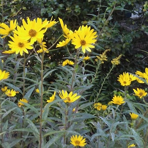 May include: A close-up of a patch of yellow wildflowers growing in a garden. The flowers have bright yellow petals and are surrounded by green leaves.