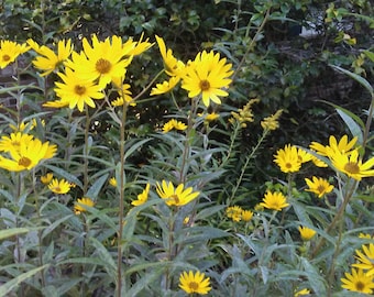 2 Swamp Sunflowers Yellow Daisies Perennial Plants
