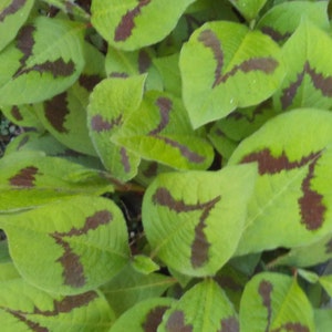 3 Lance Corporal  Fleeceflower Perennial Plants &quot;Persicaria Virginiana&quot;