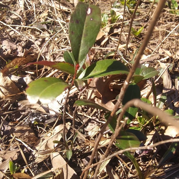 Cherry Laurel Shrub 6" Tall