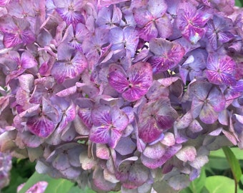 Penny Mac McHenry Hydrangea (3) Cuttings to Root