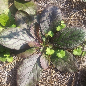 3 Ajuga Bugleweed Ground Cover Purple Red Leaf Perennial Plants