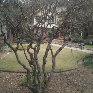 May include: A tree with twisted branches and a gnarled trunk, growing in a yard with a house in the background.