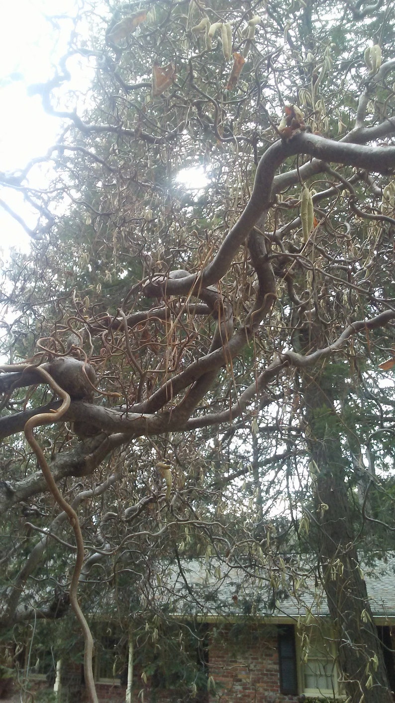 2 Ann's Contorted Filbert Tree Cuttings: Harry Lauder's Walking Stick ...