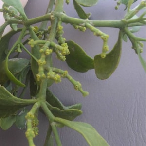 10 Fresh Mistletoe Sprigs with Red Ribbon