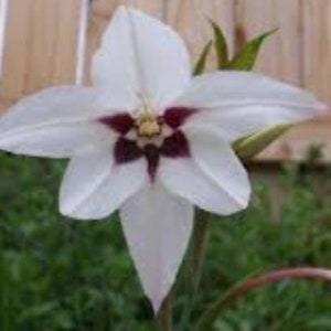 May include: A single white flower with a dark purple centre. The flower has six petals and is in bloom. The flower is growing in a garden.