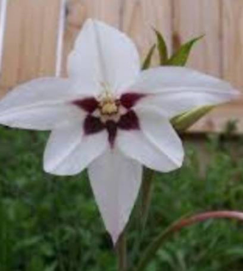 May include: A single white flower with a dark purple centre. The flower has six petals and is in bloom. The flower is growing in a garden.